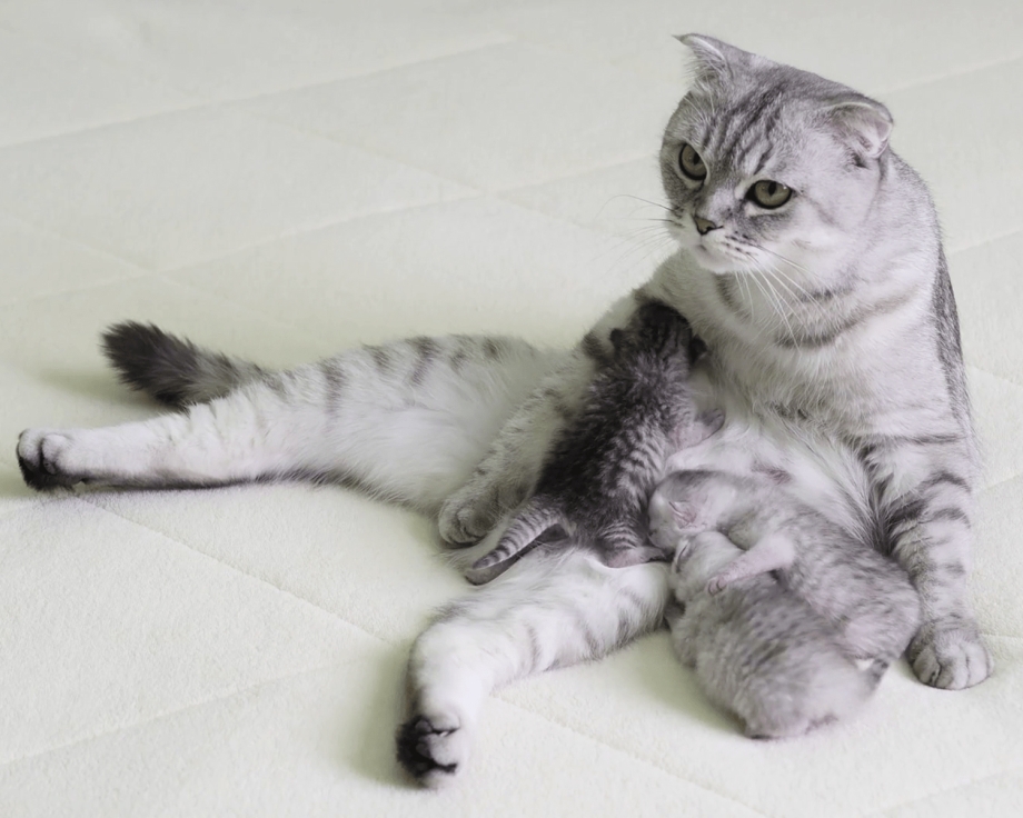 Беременная кошка с котятами
