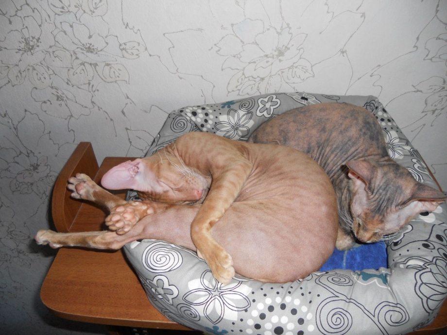 Беременная кошка