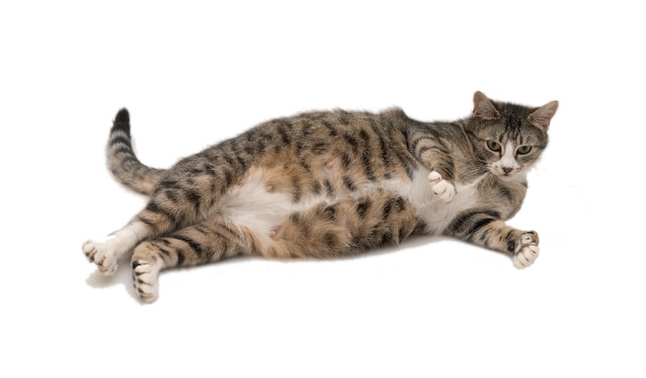 Беременная кошка