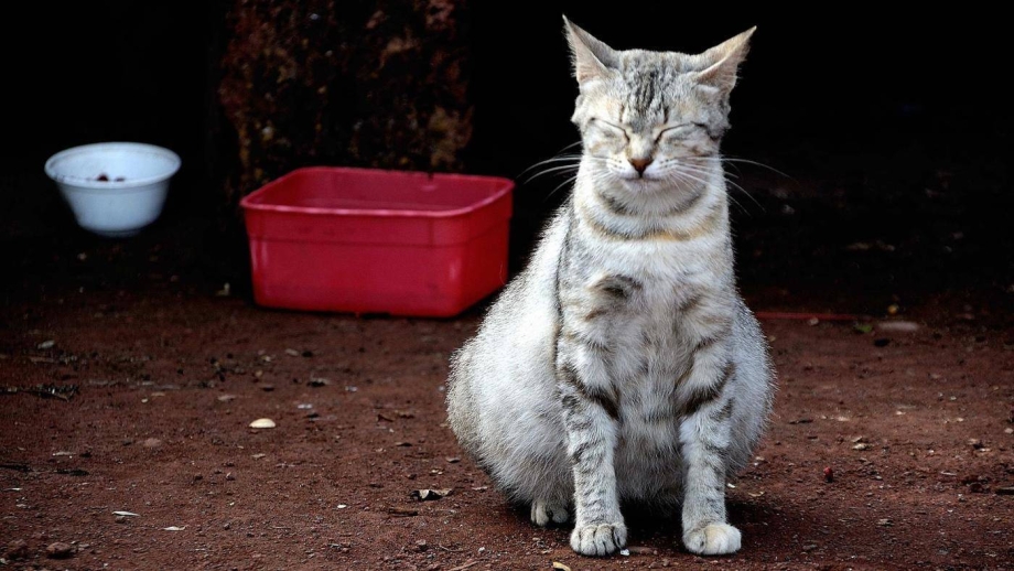 Беременная кошка