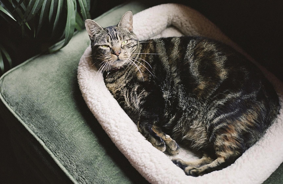 Котики животики