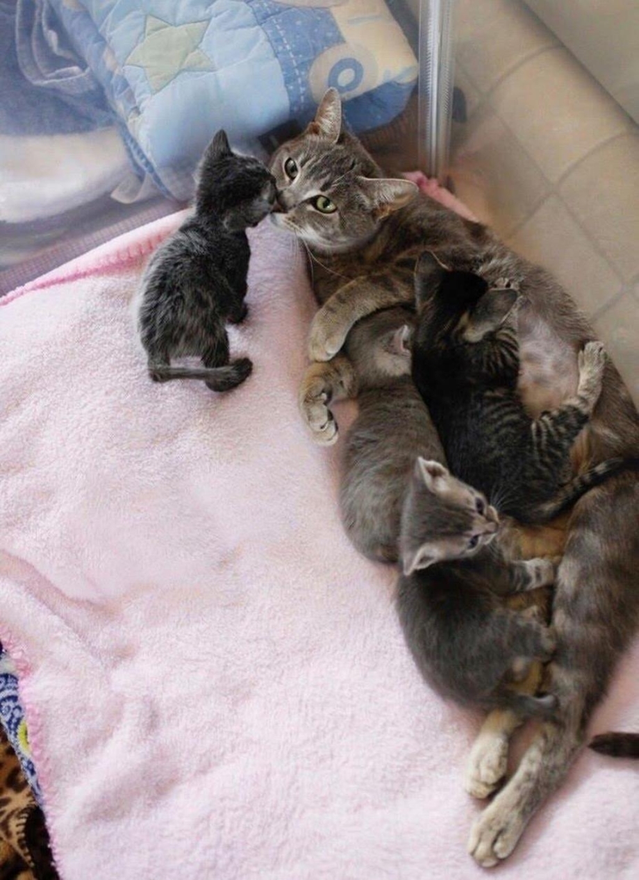 Беременные британские кошки