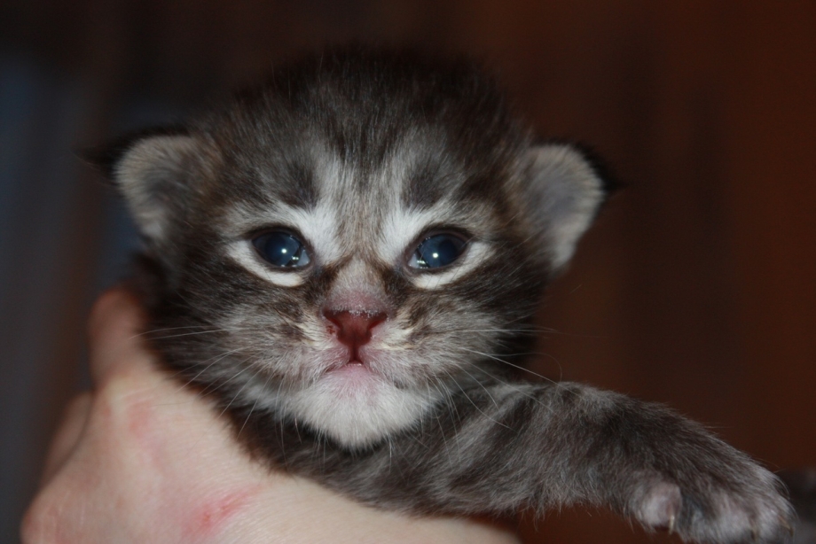 Hold on Baby котенок