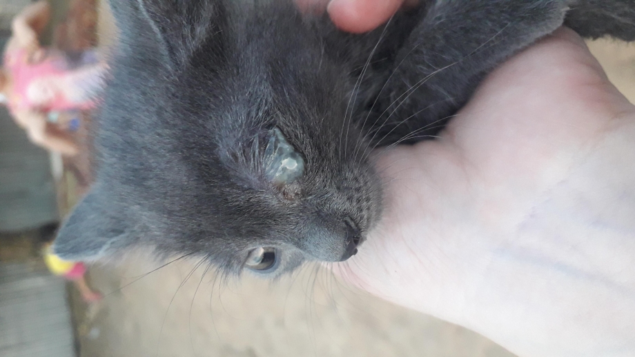 Котята открывают глаза