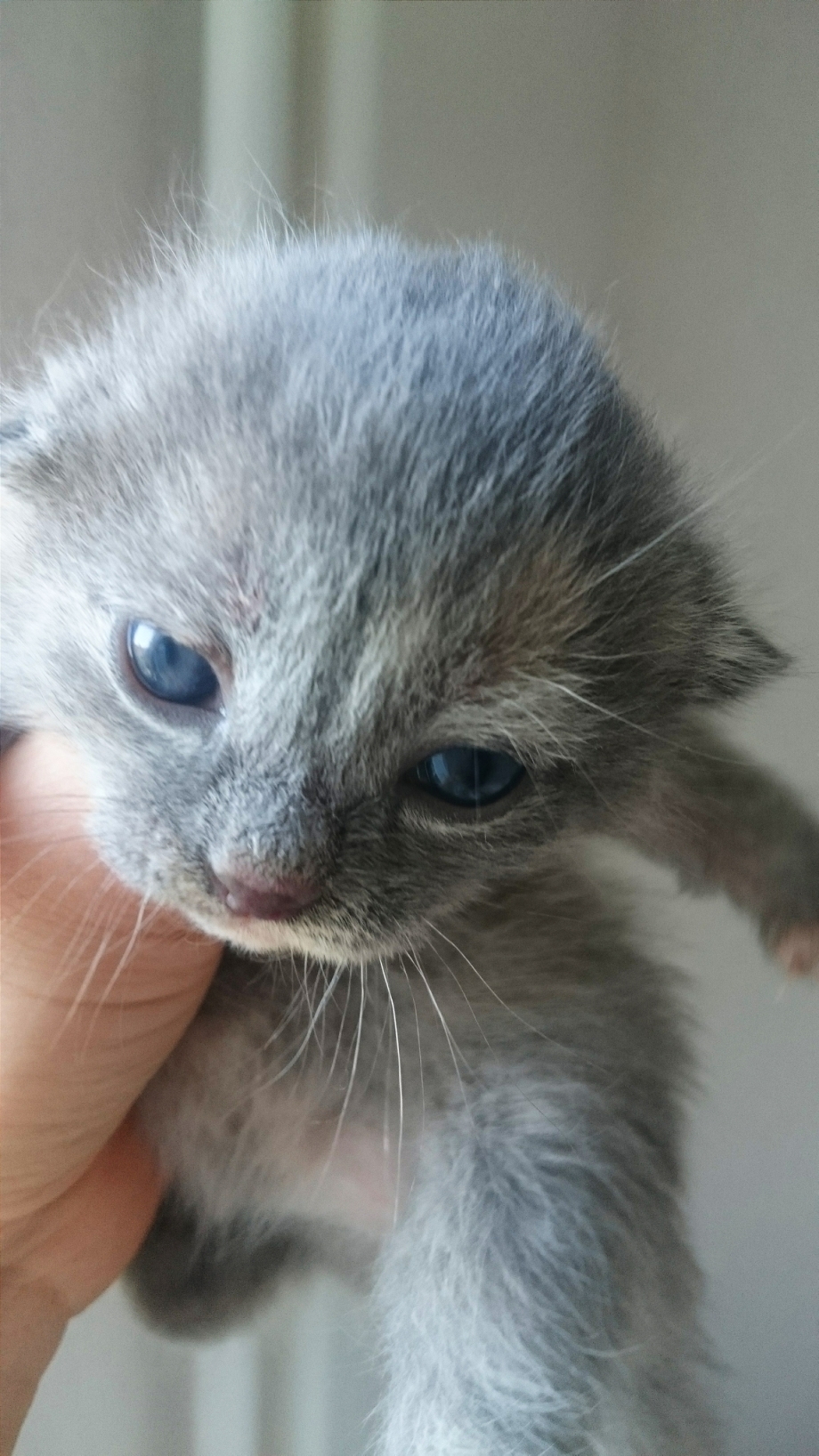 Новорожденные котята глаза