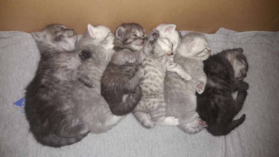 Котята с открытыми глазками