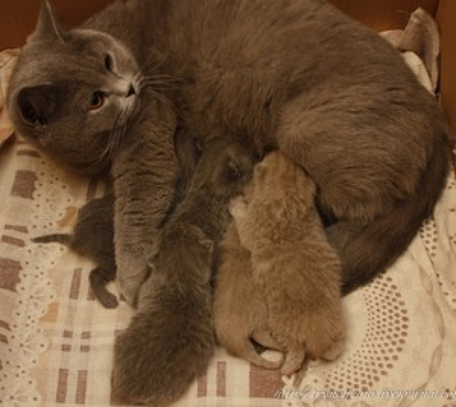 Котята с открытыми глазками