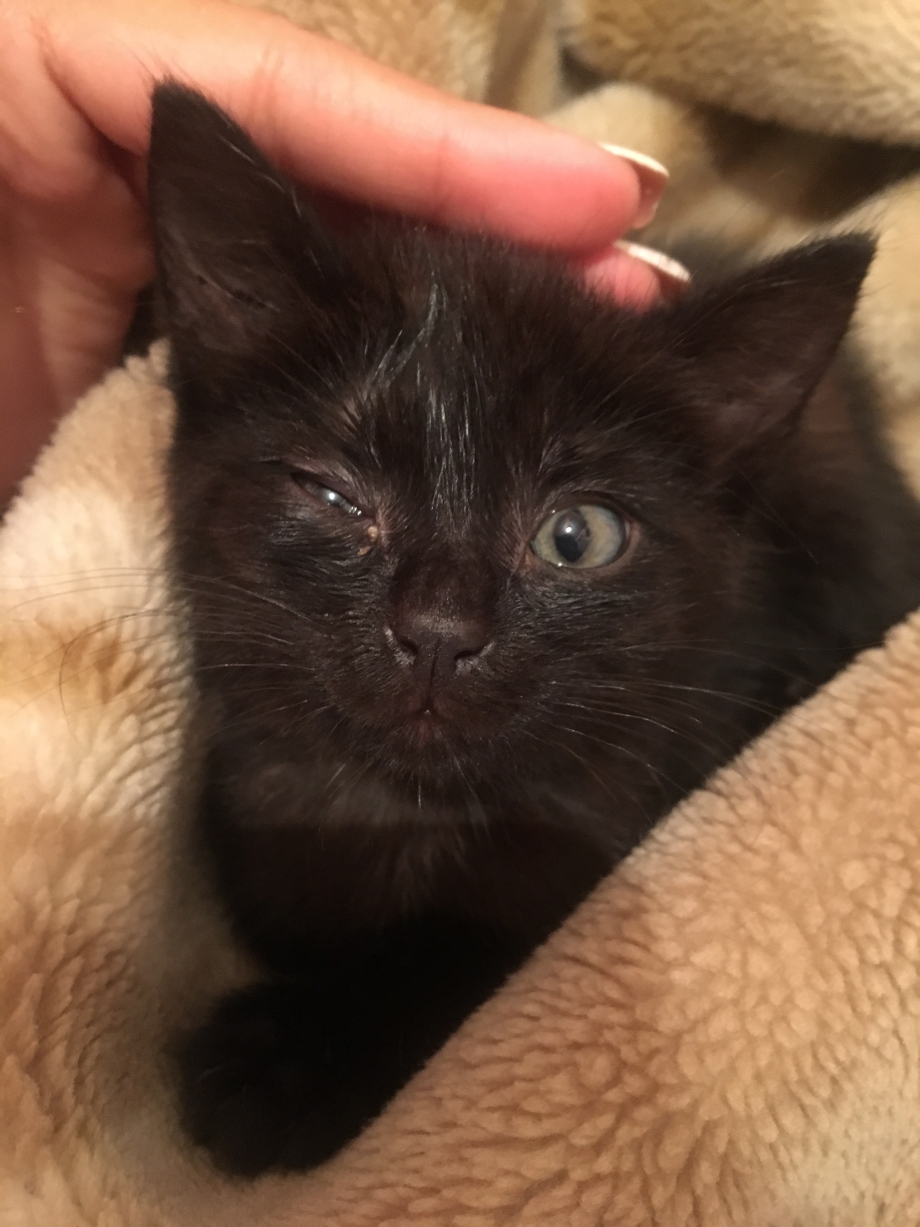 Котенок глазки