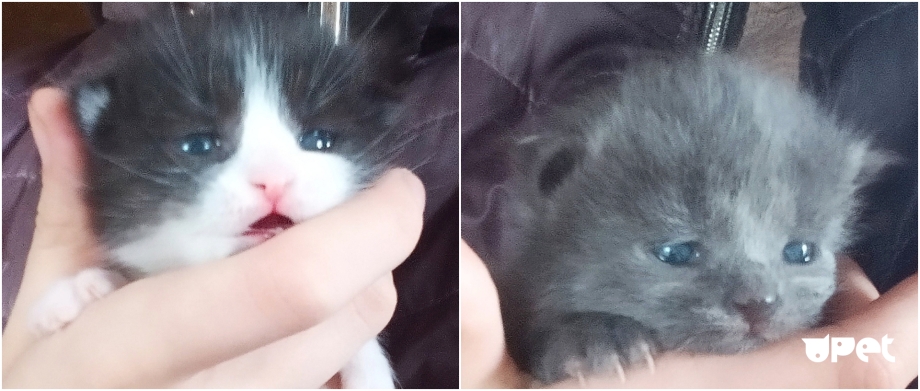 Младенцы котята рыжие