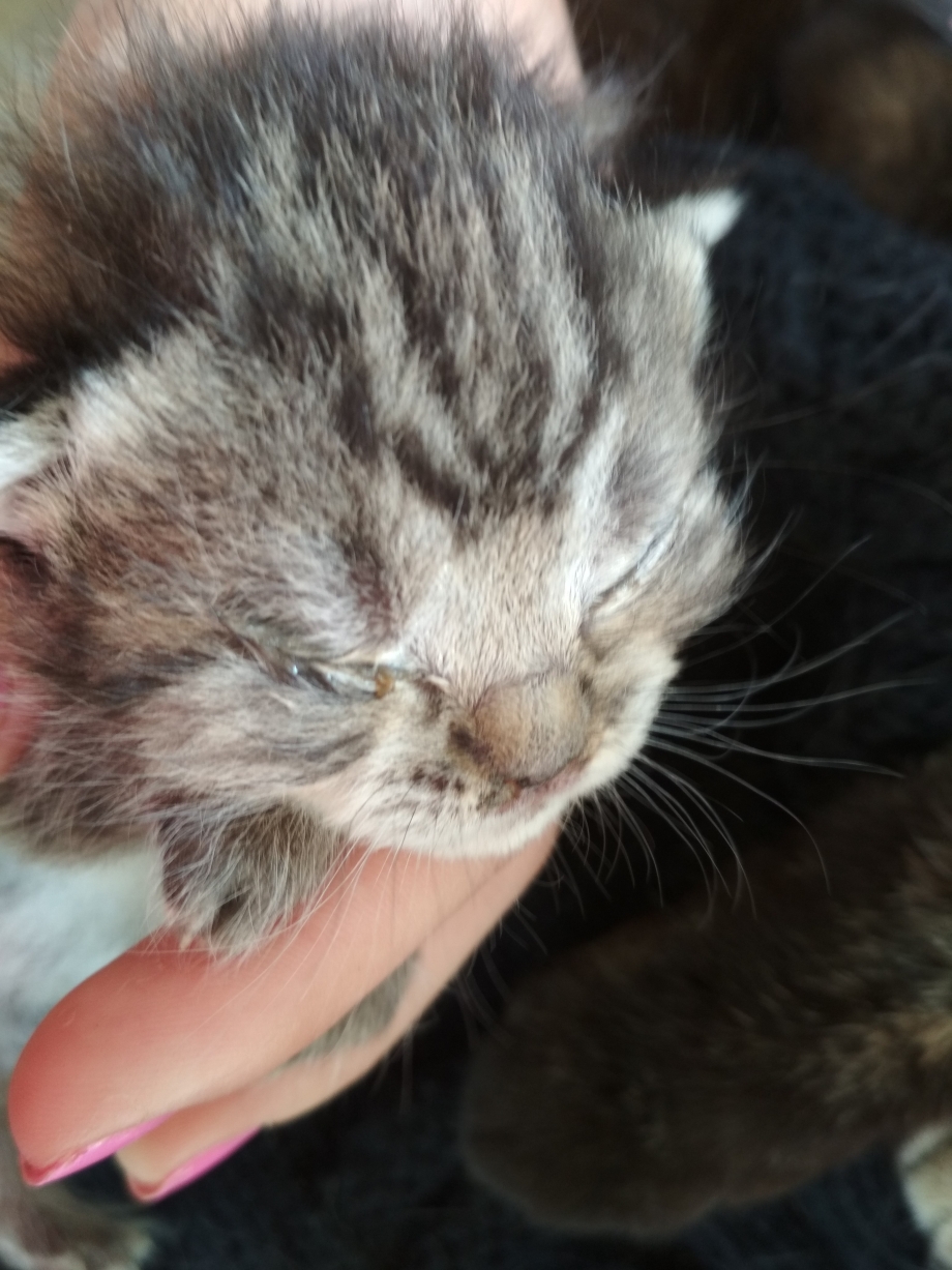 Котенок глазки