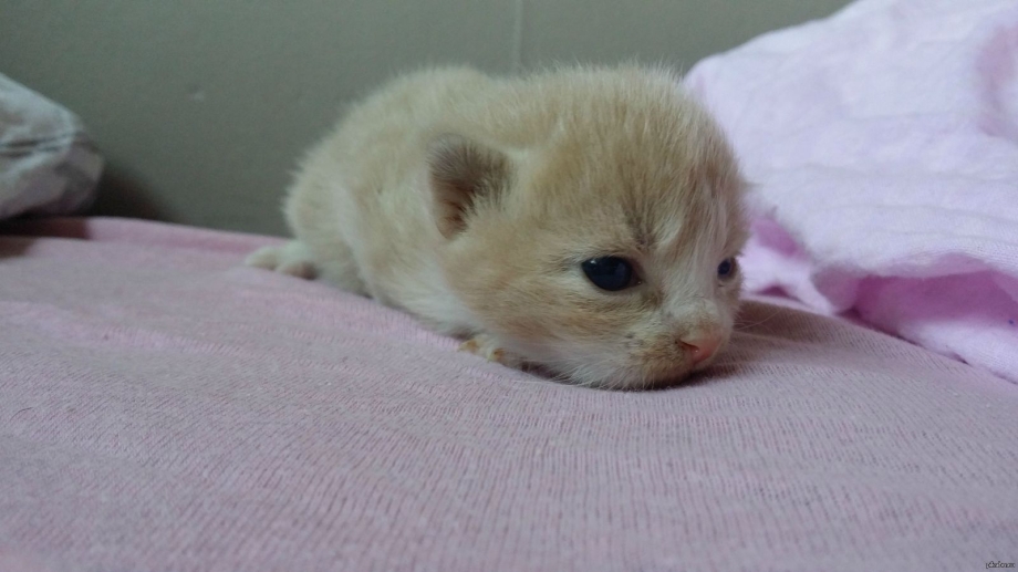 Котята с больными глазами