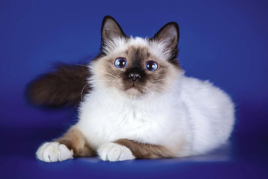 Священная Бирма кошка