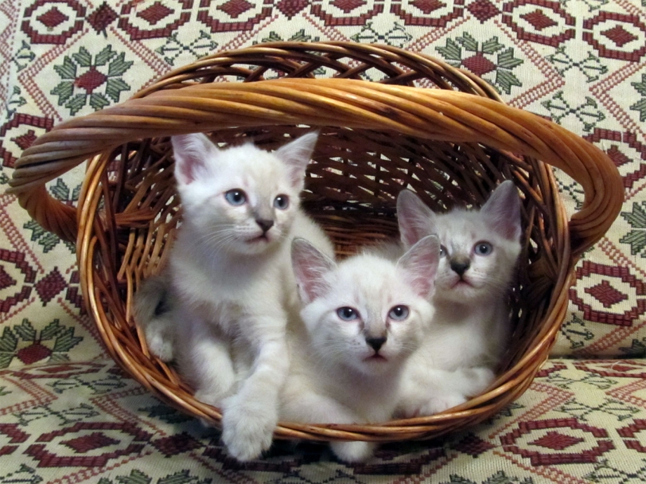 Бирманская кошка котята
