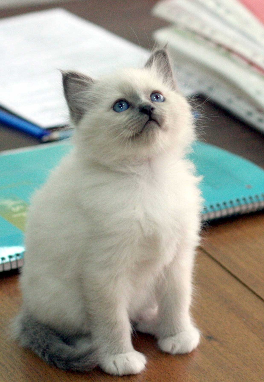 Священная Бирма кошка