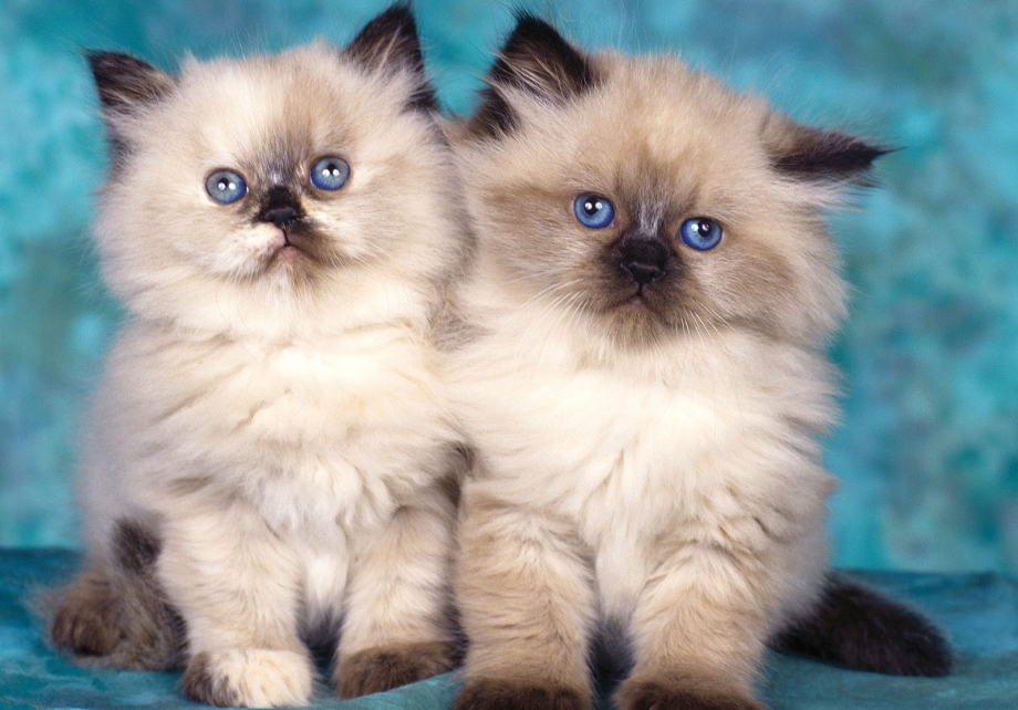 Гималайская кошка котенок