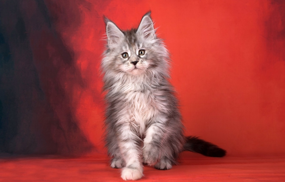 Красный Мейн кун котенок