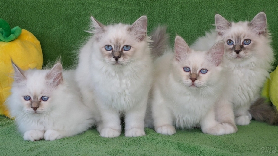 Бургундские котята