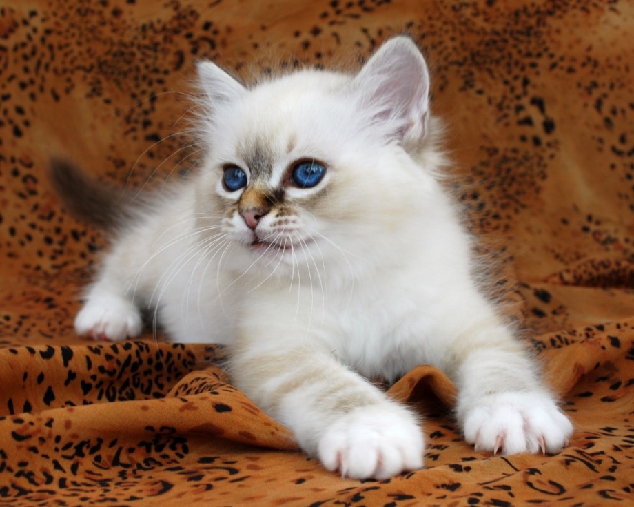 Священная бирманская кошка котята