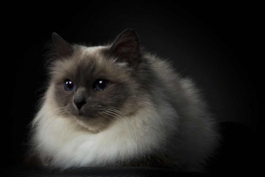 Священная Бирма кошка белая