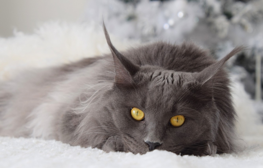 Кошка Мейн кун серая