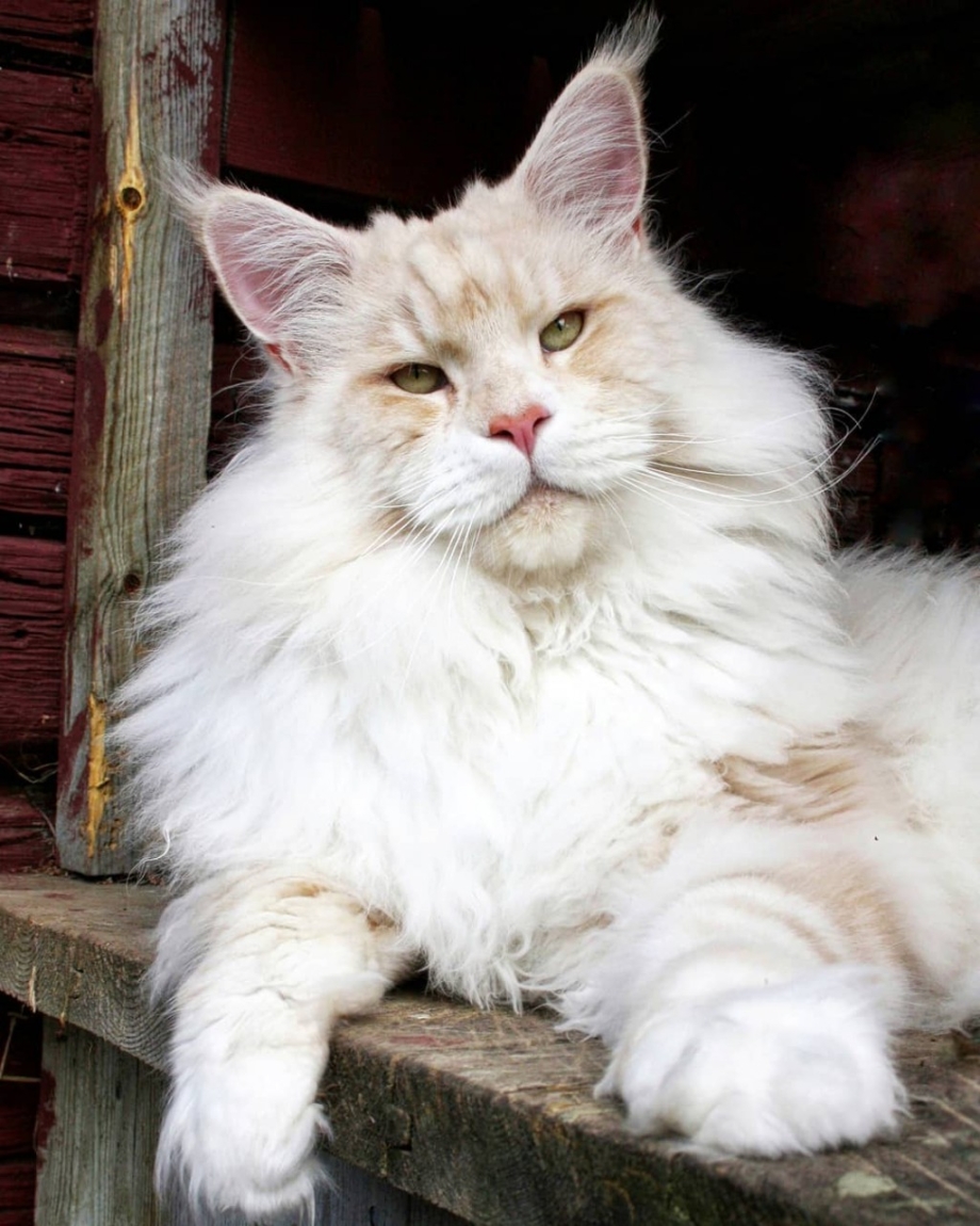 Кот Мейн кун Лотус