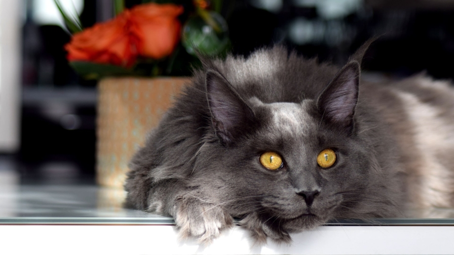 Кошка Мейн кун серая
