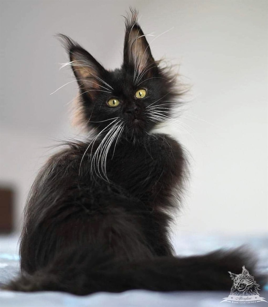 Мейн кун котенок черный