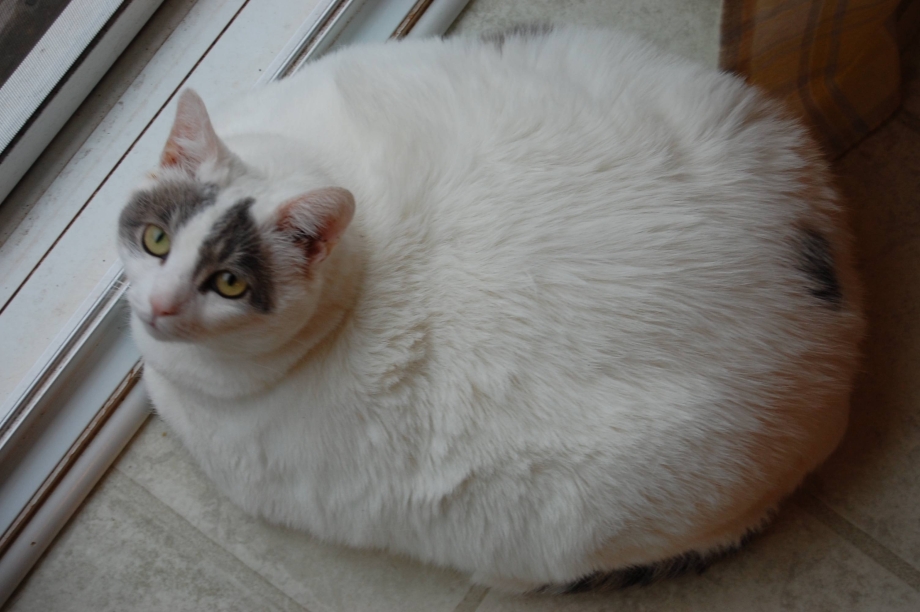 Жирные коты