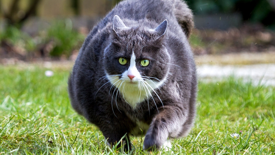Жирная кошка