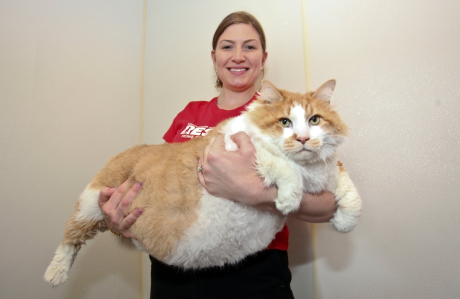 Австралийский кот химми