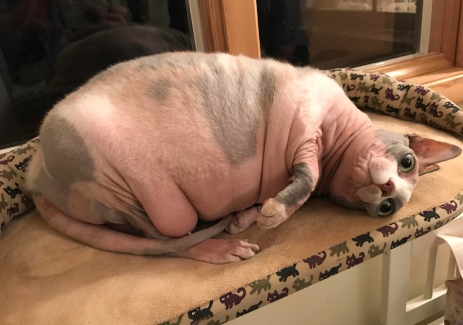 Кот сфинкс толстый