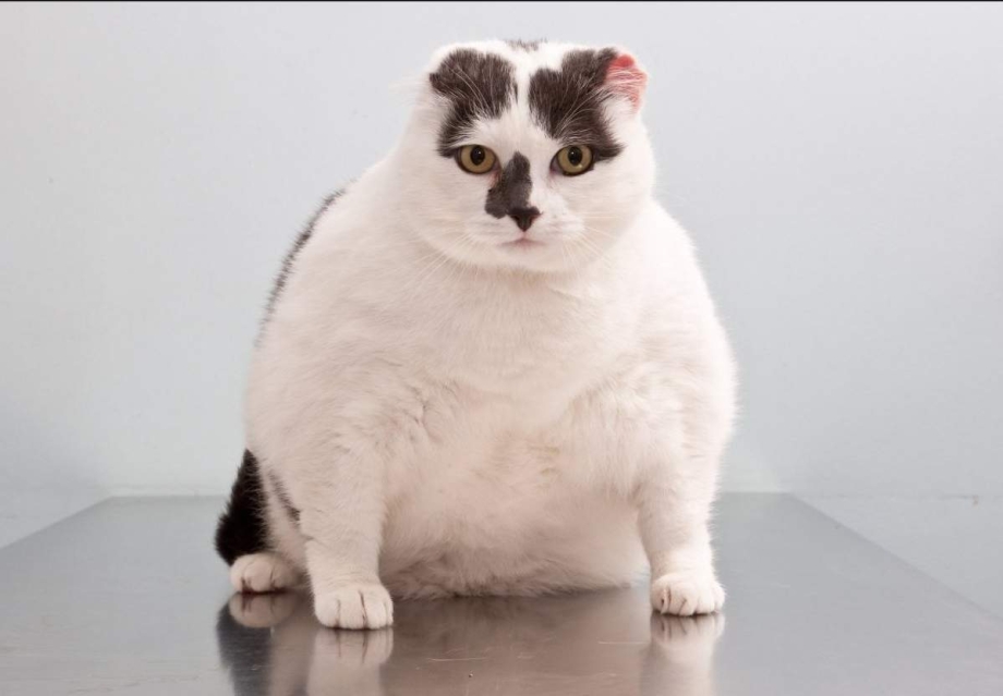 Коты с ожирением