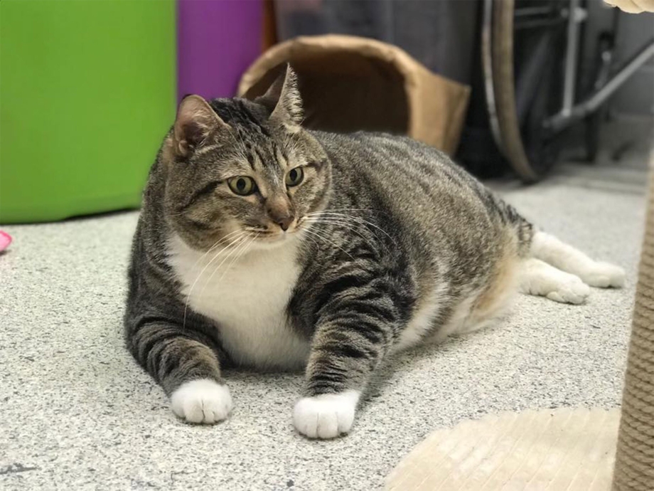 Толстый котенок