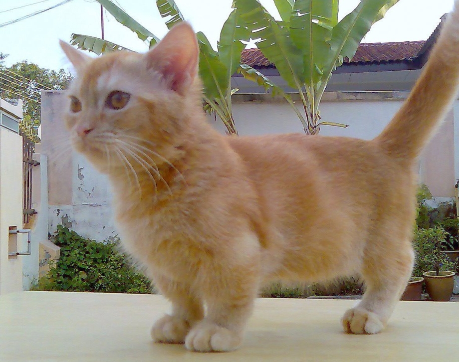 Манчкин кот рыжий