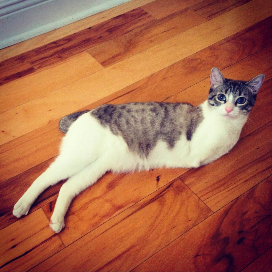 Двуногие котята