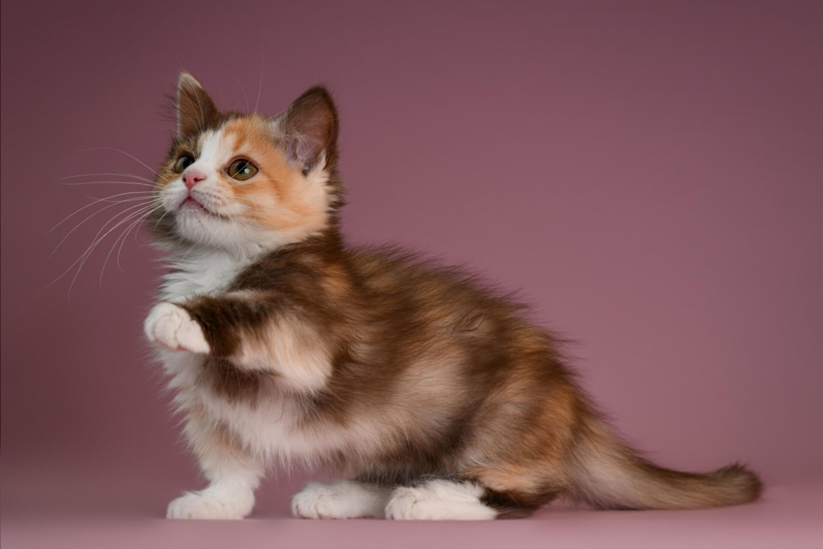 Коты Манчкин