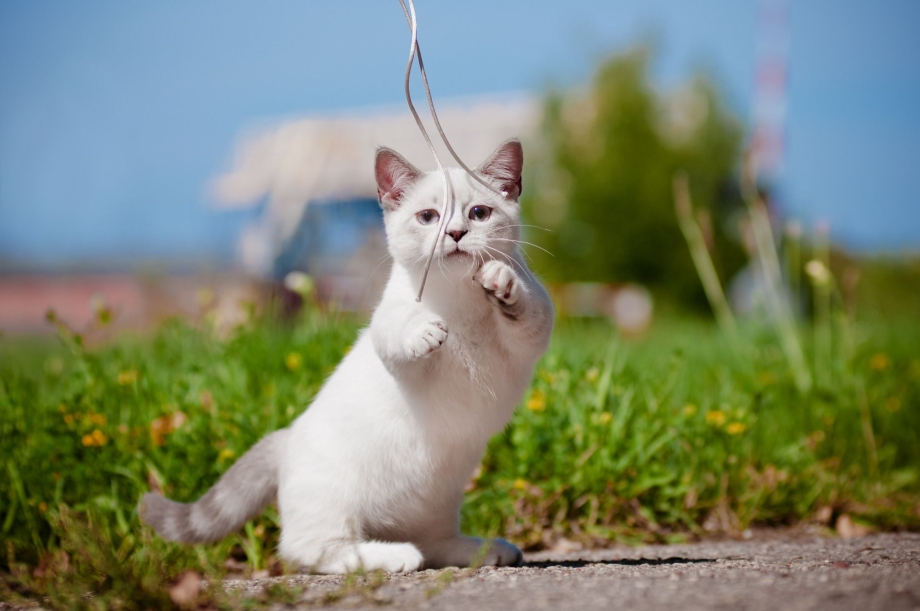 Коты Манчкин белые