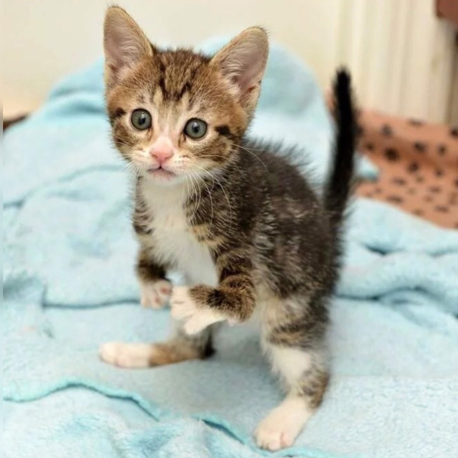 Коты с дефектами