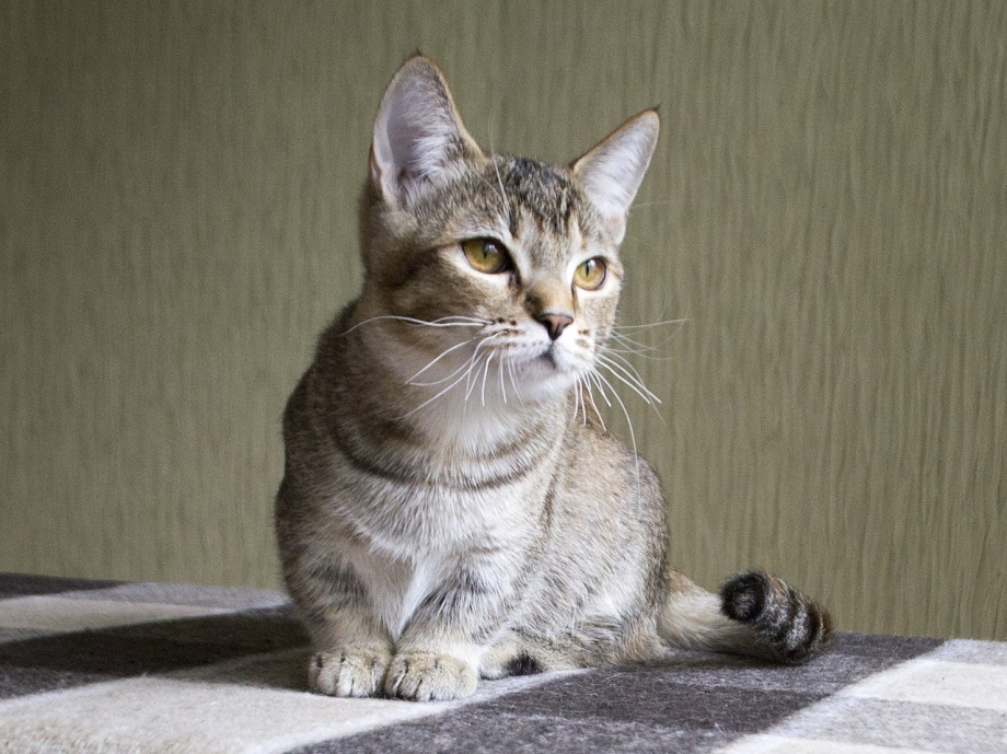 Манчкин кот полосатый