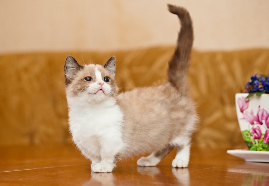 Манчкин шиншилла