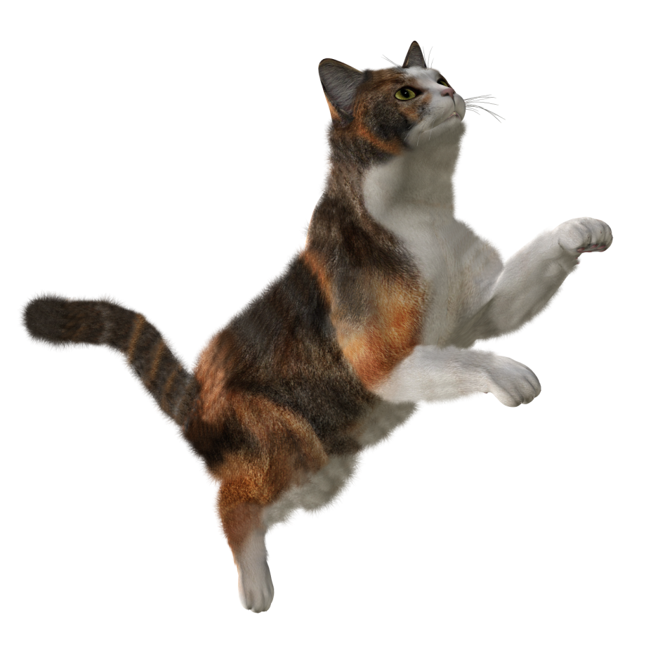 Кошка на прозрачном фоне