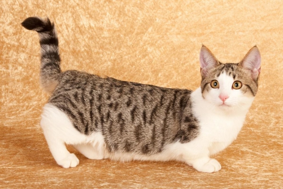 Коты Манчкин