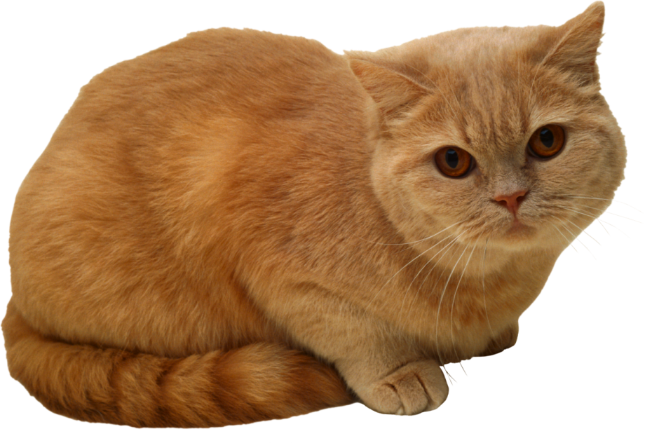 Кот на белом фоне