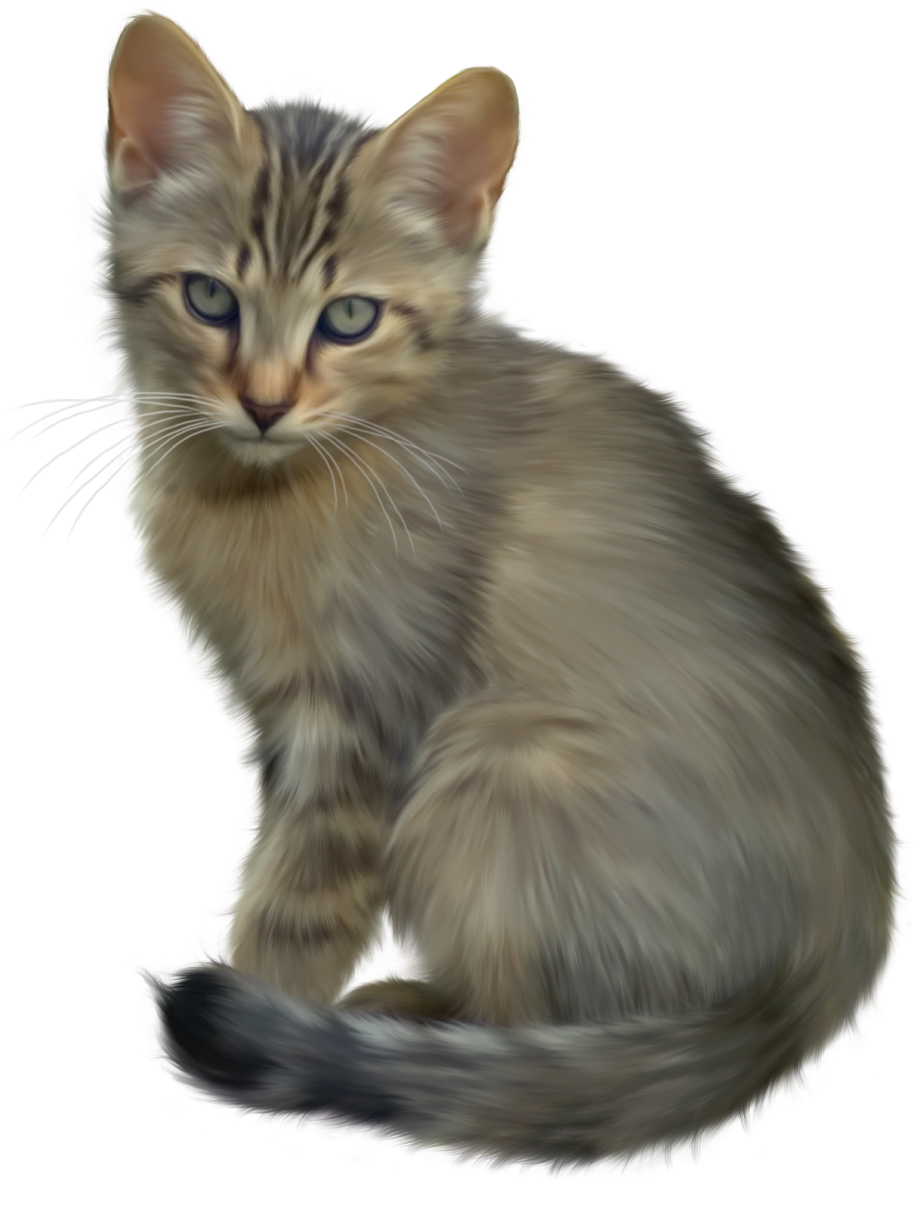 Кошка на прозрачном фоне