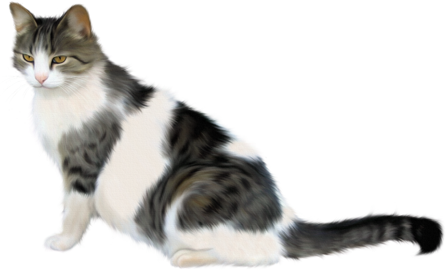 Кошка на прозрачном фоне