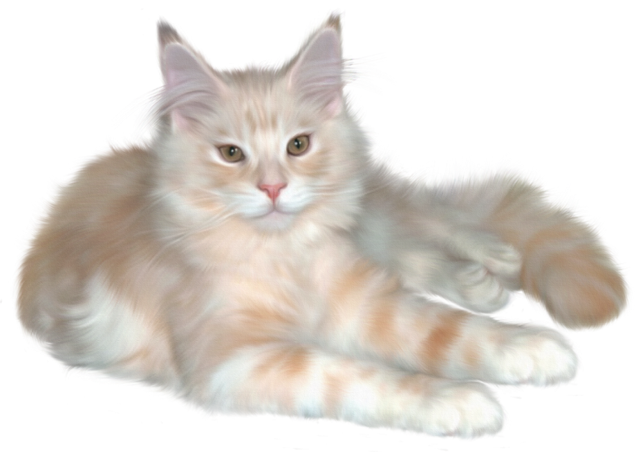 Кошка на прозрачном фоне