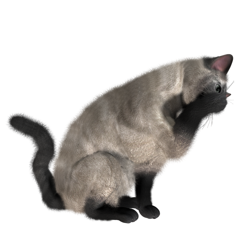 Кошка без фона для фотошопа