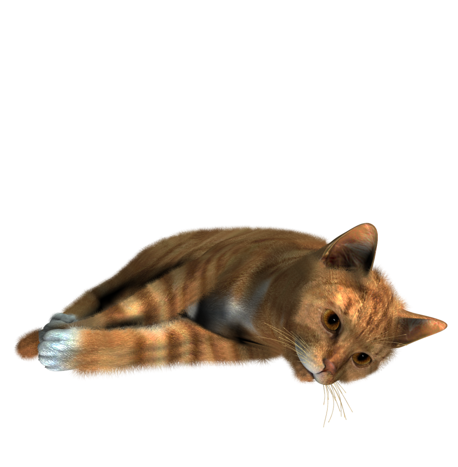 Кошка на прозрачном фоне