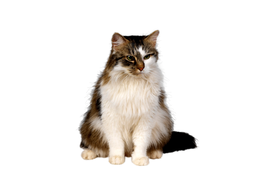Кошка на прозрачном фоне