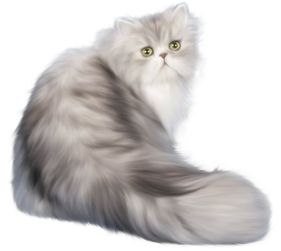 Кошка на прозрачном фоне